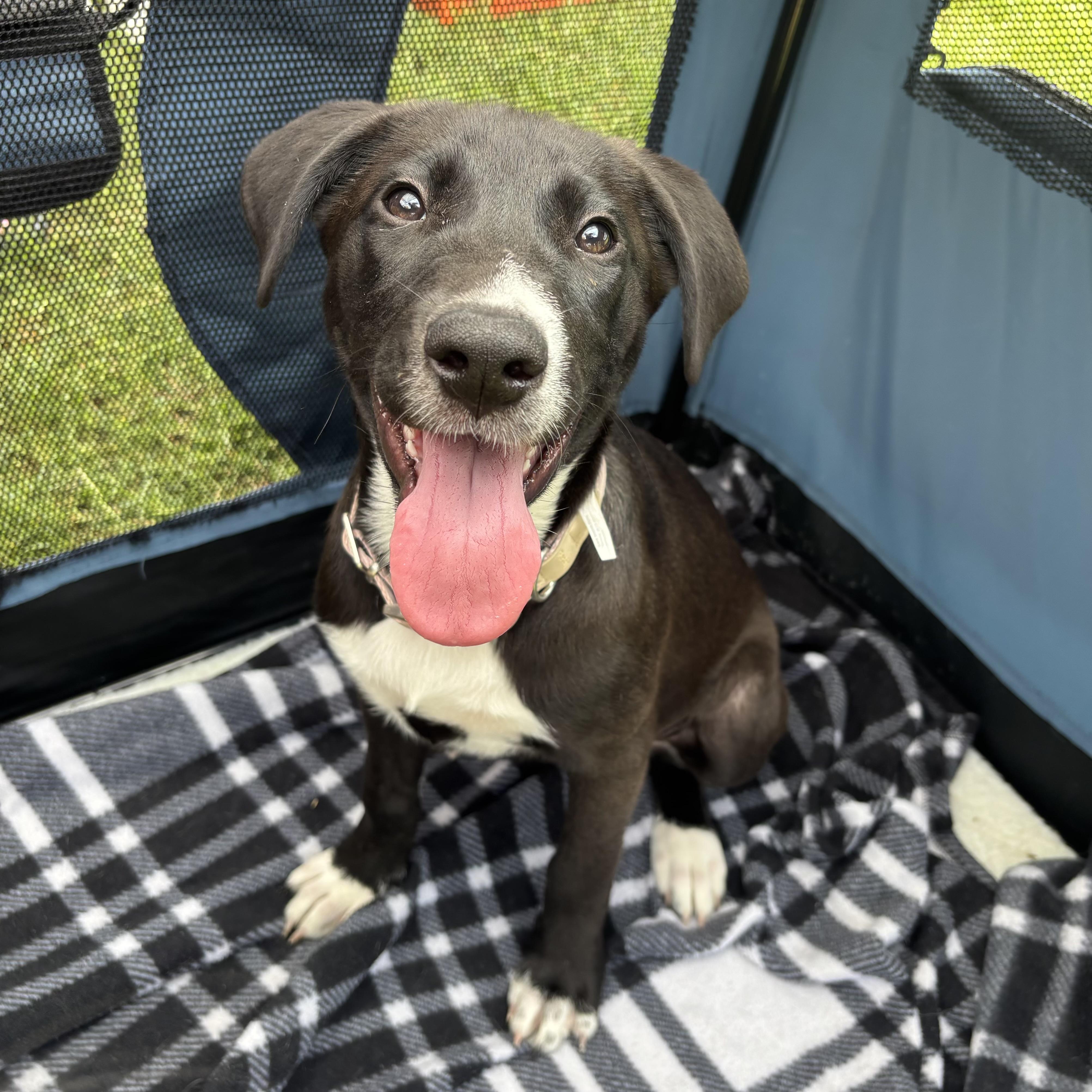 Enlarge Bella, a Adoptable mixed breed in Benbrook, TX image 2/6