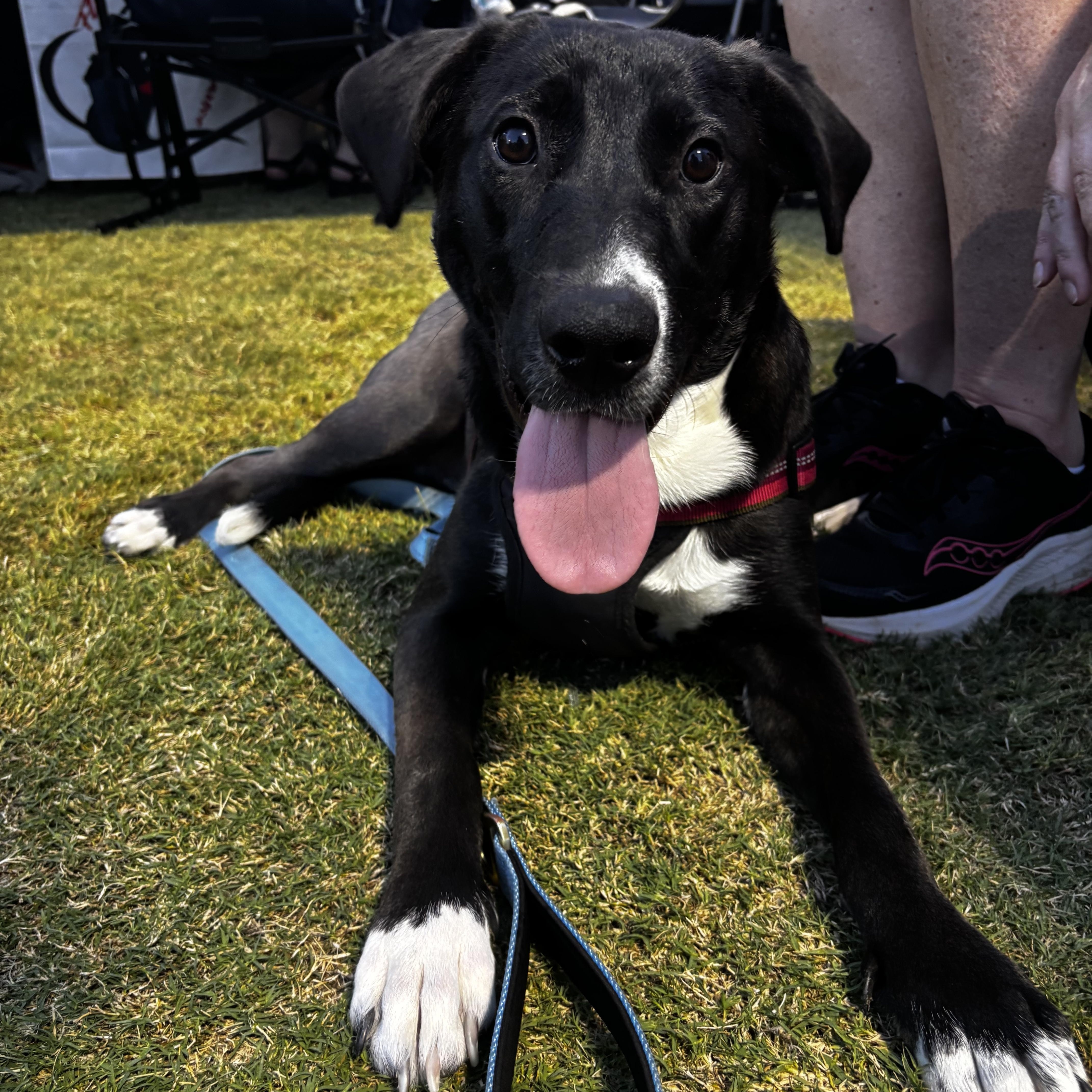 Enlarge Bella, a Adoptable mixed breed in Benbrook, TX image 1/6