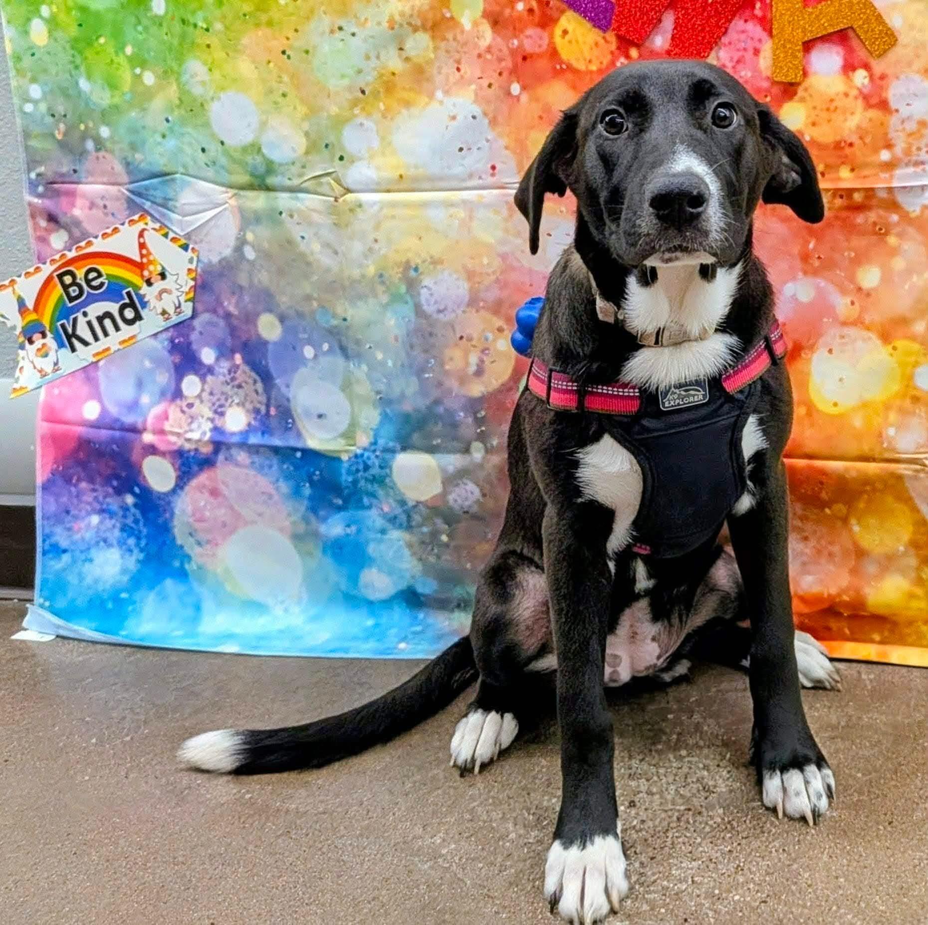 Enlarge Bella, a Adoptable mixed breed in Benbrook, TX image 4/6