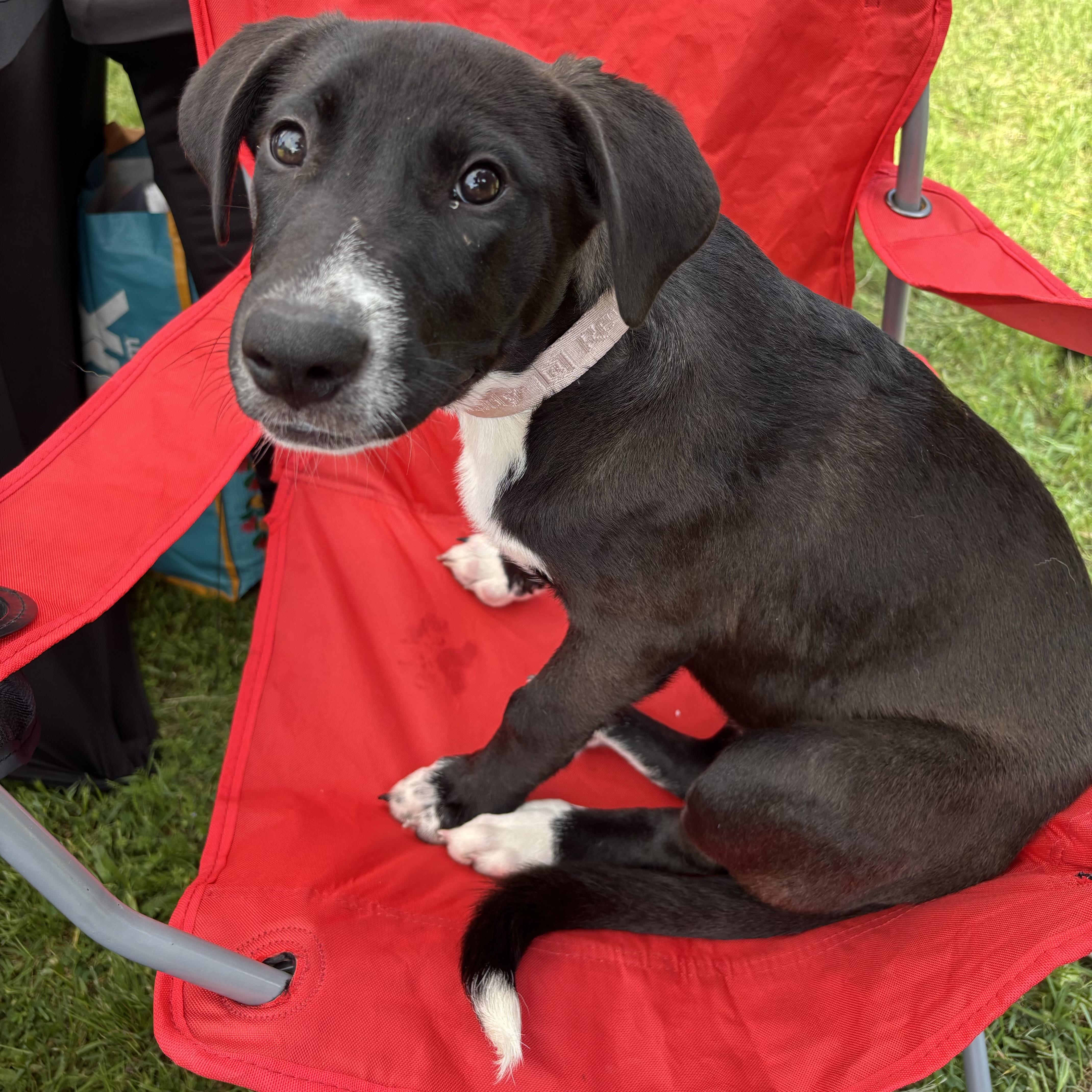 Enlarge Bella, a Adoptable mixed breed in Benbrook, TX image 3/6