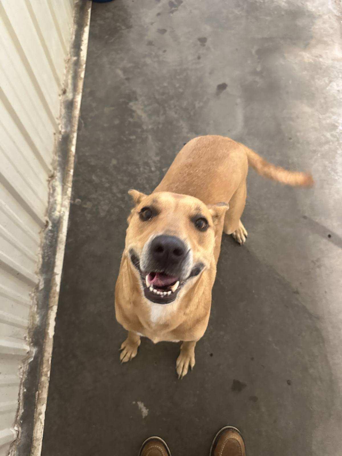 Zinnia, an adoptable Mixed Breed in Jamestown, ND, 58402 | Photo Image 1