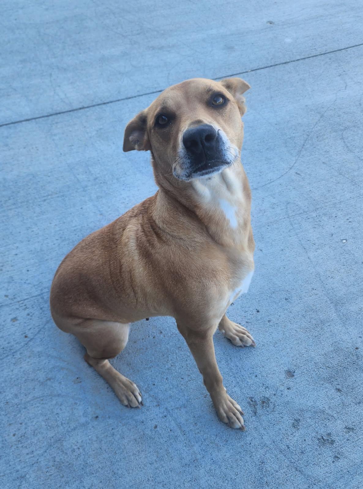 Zinnia, an adoptable Mixed Breed in Jamestown, ND, 58402 | Photo Image 6