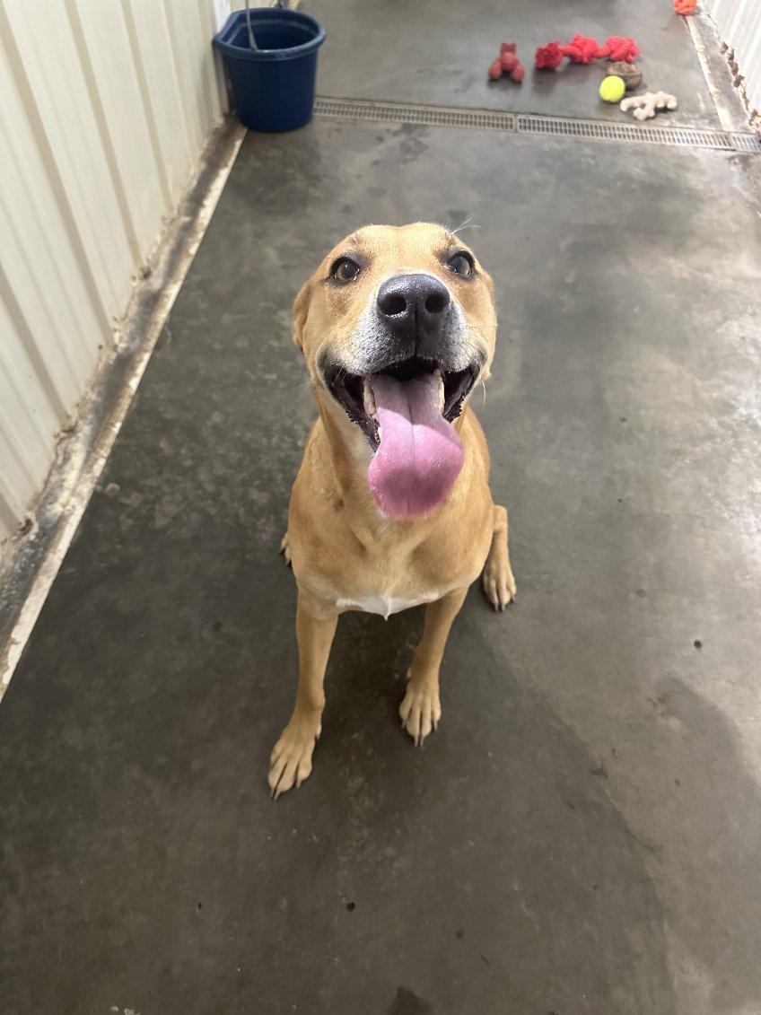 Zinnia, an adoptable Mixed Breed in Jamestown, ND, 58402 | Photo Image 4