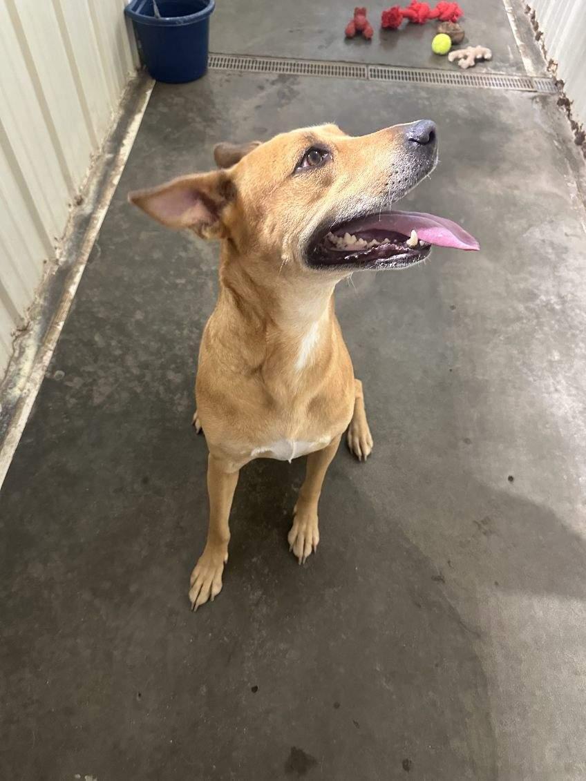 Zinnia, an adoptable Mixed Breed in Jamestown, ND, 58402 | Photo Image 5