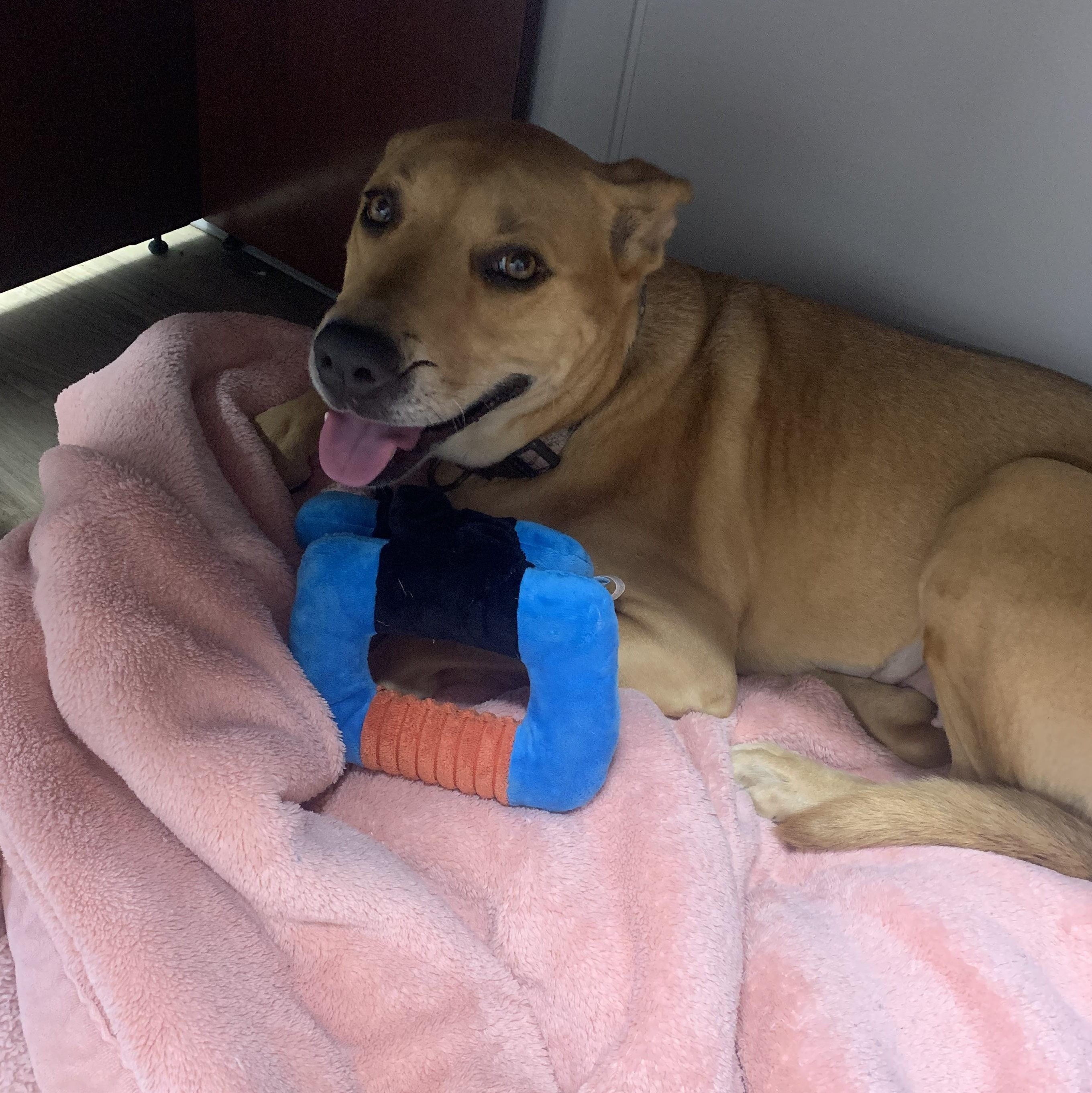 Zinnia, an adoptable Mixed Breed in Jamestown, ND, 58402 | Photo Image 3