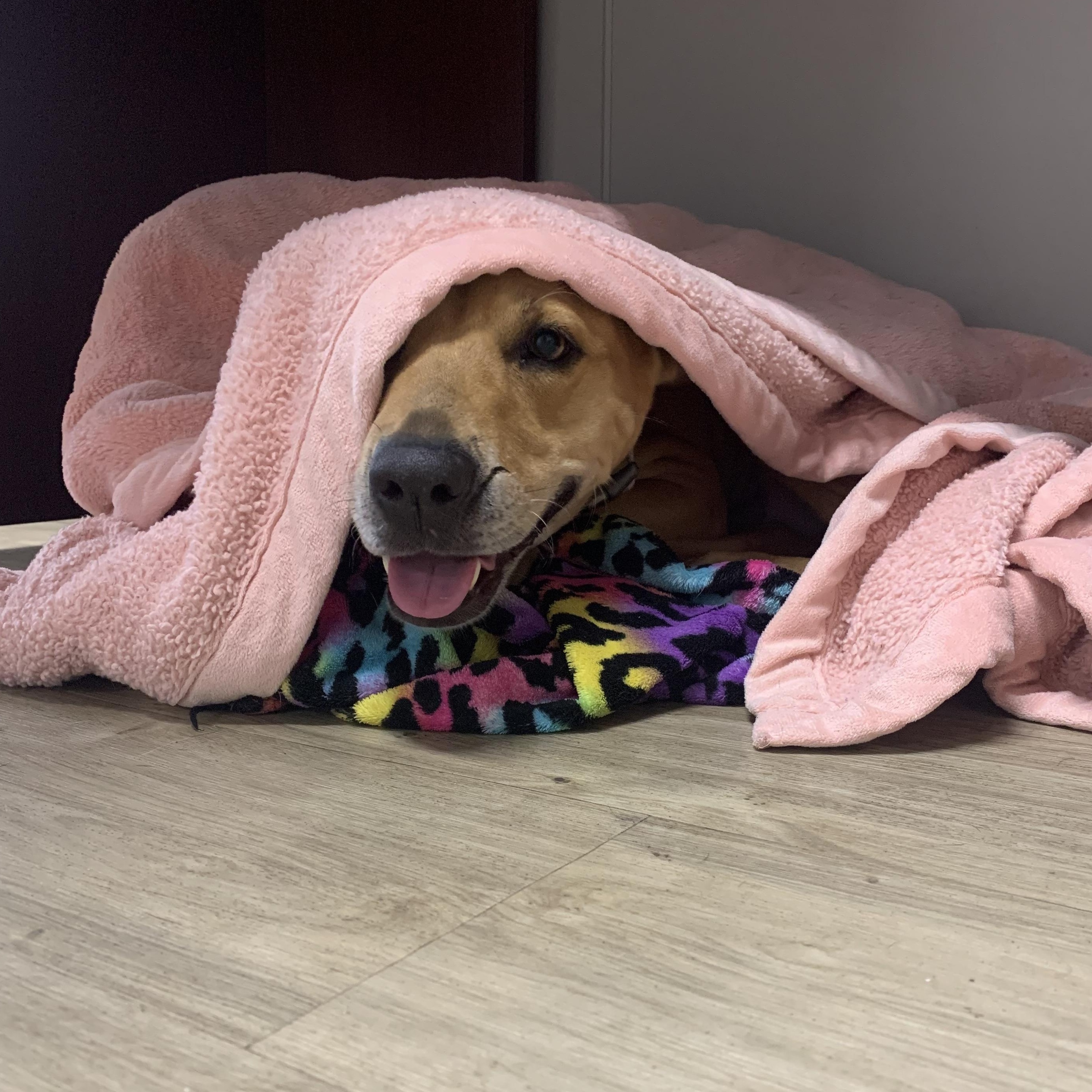 Zinnia, an adoptable Mixed Breed in Jamestown, ND, 58402 | Photo Image 2