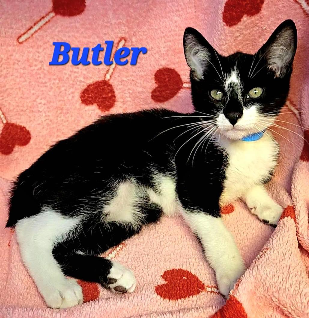Enlarge Butler, a Adoptable American Bobtail in Macon, GA image 3/3