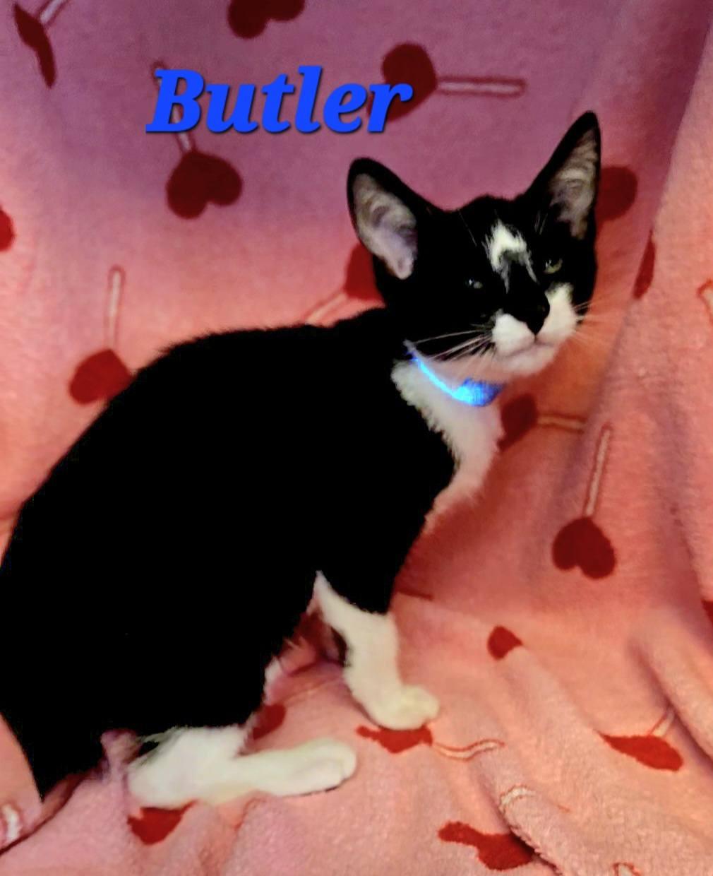 Enlarge Butler, a Adoptable American Bobtail in Macon, GA image 2/3