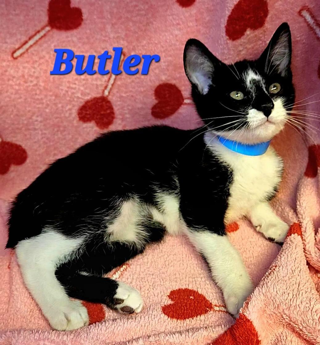 Enlarge Butler, a Adoptable American Bobtail in Macon, GA image 1/3
