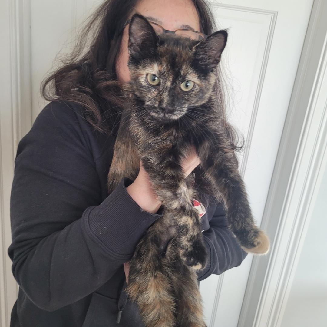 Enlarge Arya, an adopted Domestic Short Hair in Norwalk, CT image 1/2