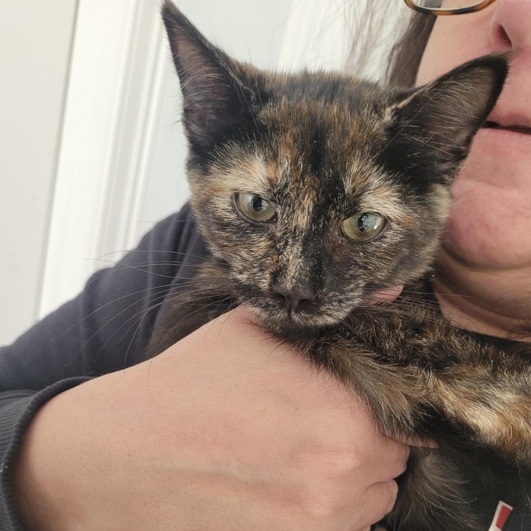 Enlarge Arya, an adopted Domestic Short Hair in Norwalk, CT image 2/2