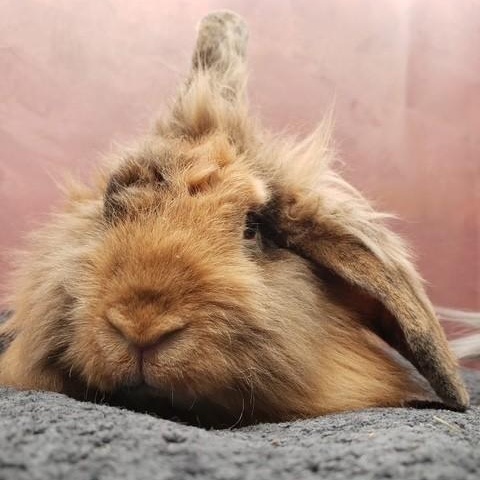 Enlarge Scruff & Greybeard, a ADOPTABLE Lionhead in Salt Lake City, UT image 5/6