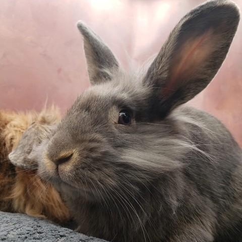 Enlarge Scruff & Greybeard, a ADOPTABLE Lionhead in Salt Lake City, UT image 2/6