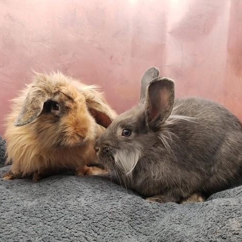 Enlarge Scruff & Greybeard, a ADOPTABLE Lionhead in Salt Lake City, UT image 6/6