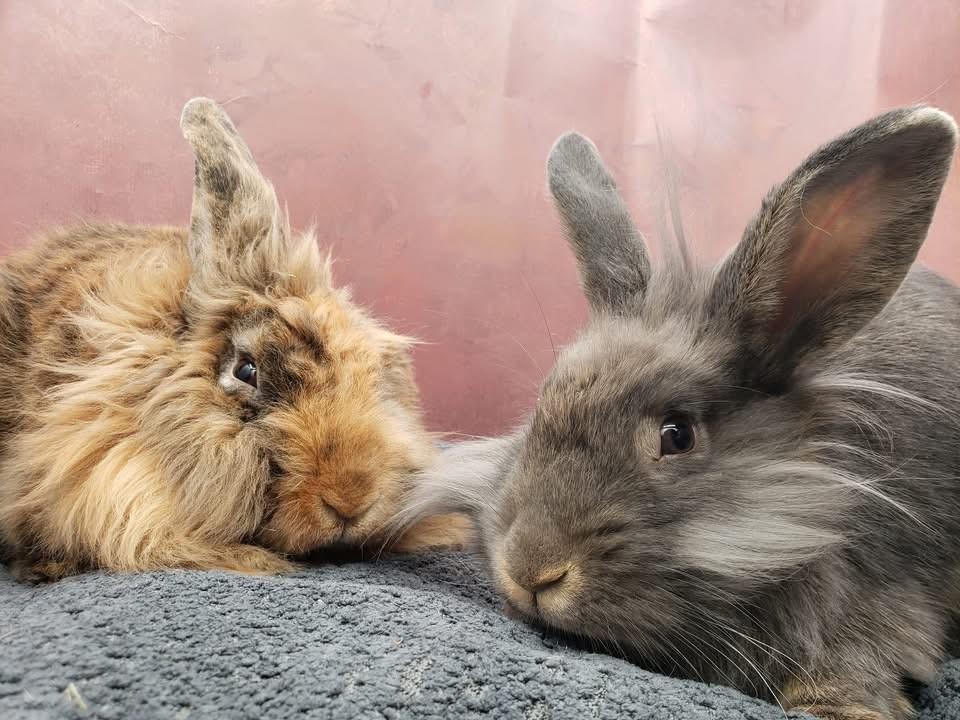 Enlarge Scruff & Greybeard, a ADOPTABLE Lionhead in Salt Lake City, UT image 3/6