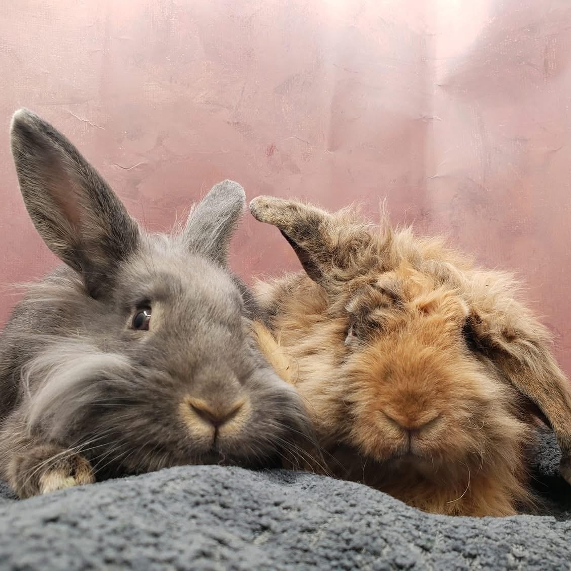 Scruff & Greybeard, ADOPTABLE, Young Female Lionhead.