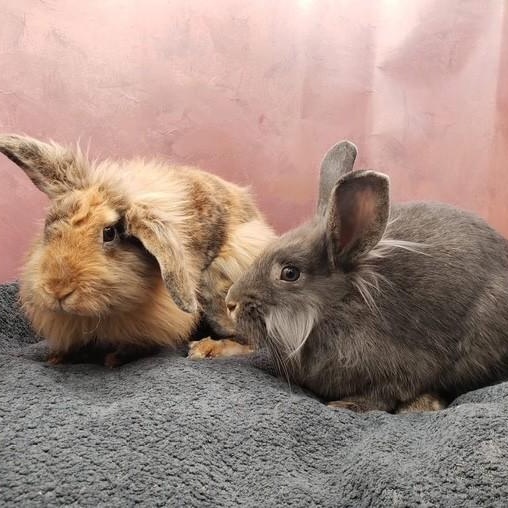 Enlarge Scruff & Greybeard, a ADOPTABLE Lionhead in Salt Lake City, UT image 4/6