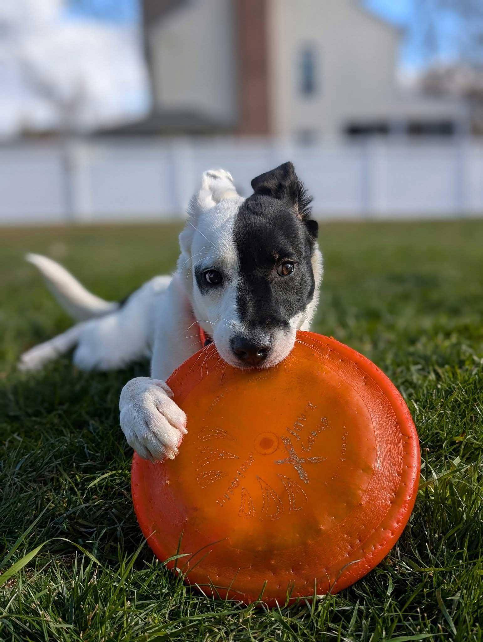Kiki, a ADOPTABLE mixed breed in Joppatowne, MD image 2/4