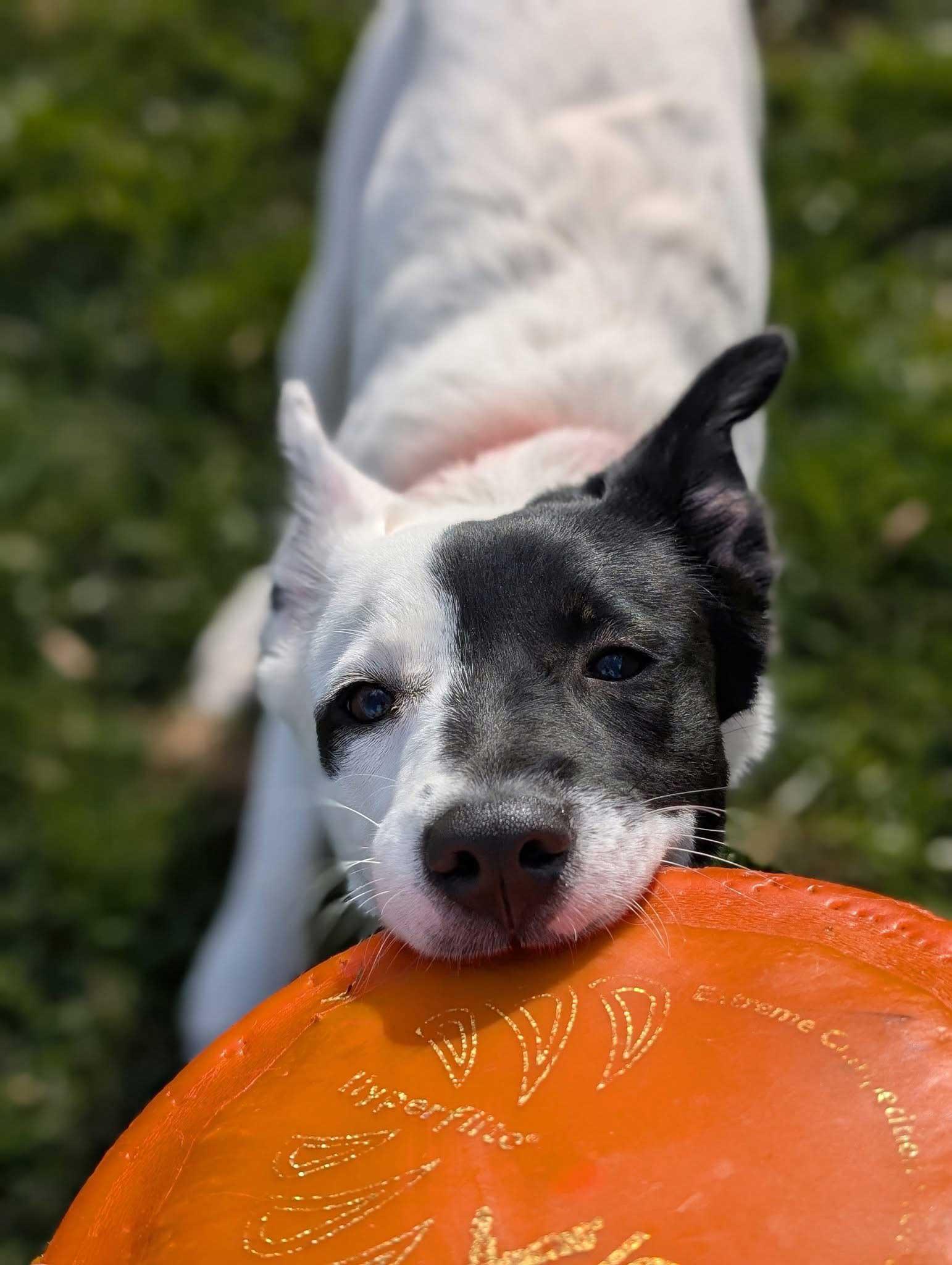 Kiki, a ADOPTABLE mixed breed in Joppatowne, MD image 4/4