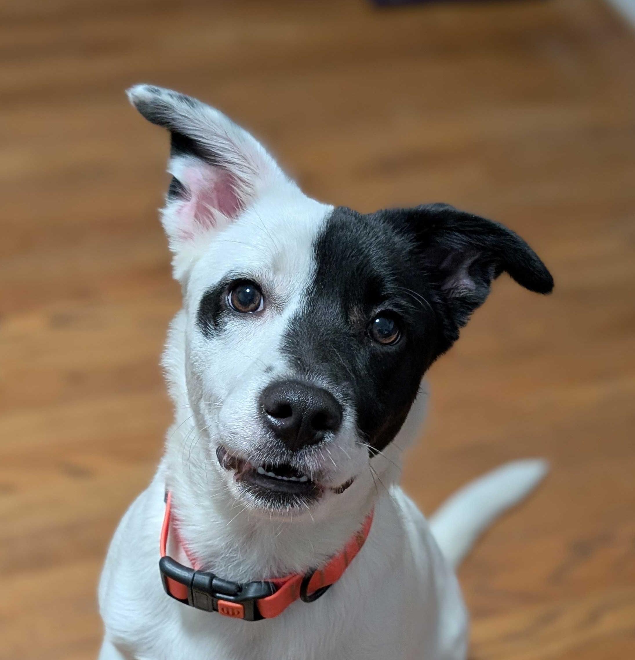 Kiki, a ADOPTABLE mixed breed in Joppatowne, MD image 3/4