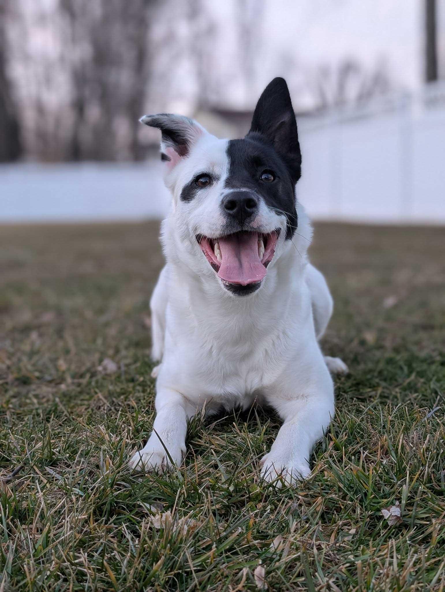 Kiki, a ADOPTABLE mixed breed in Joppatowne, MD image 1/4