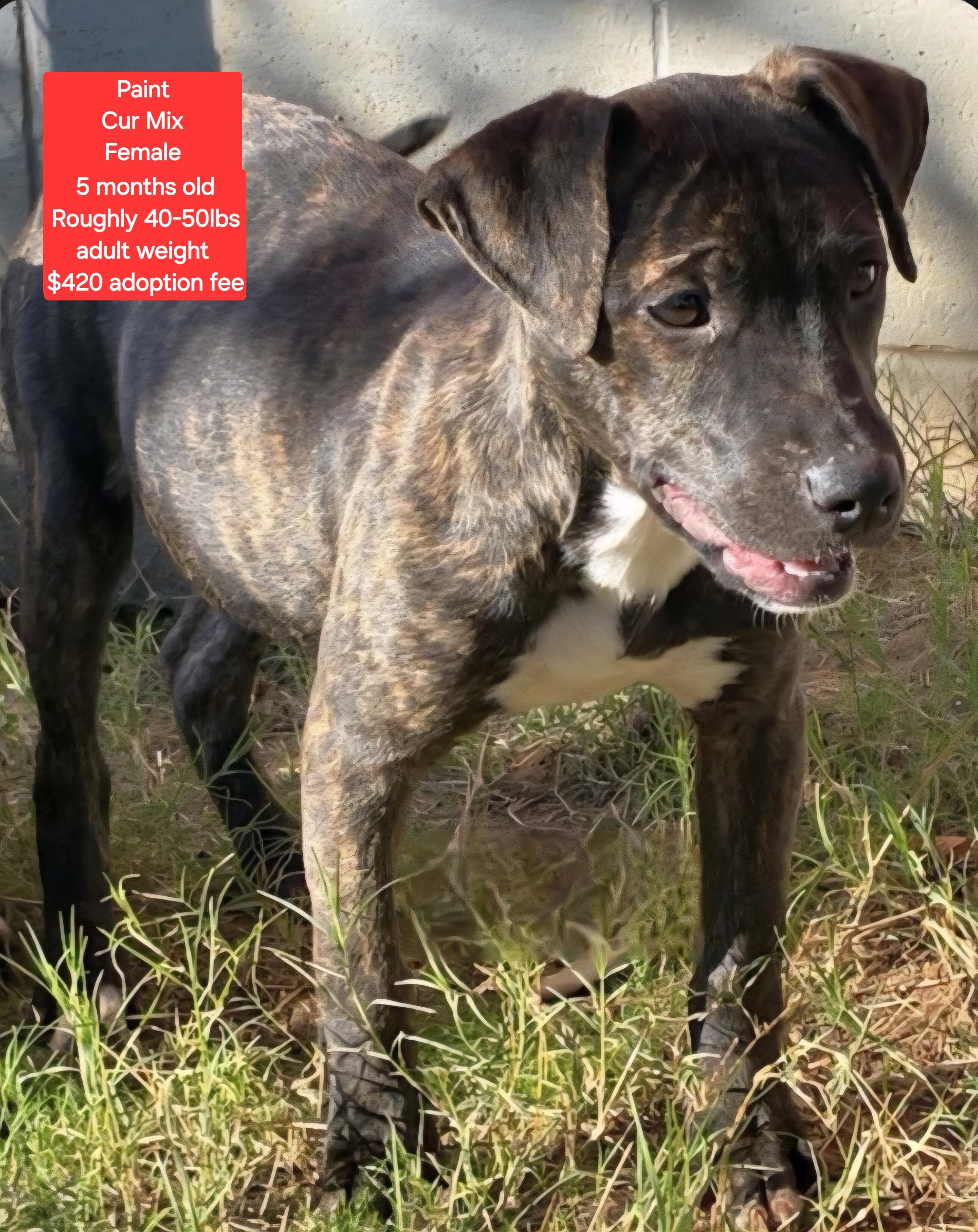 Enlarge Paint, an adopted mixed breed in Oviedo, FL image 1/1