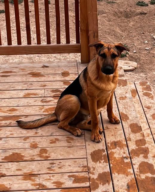 Storm, Adoptable, Young Male German Shepherd Dog.