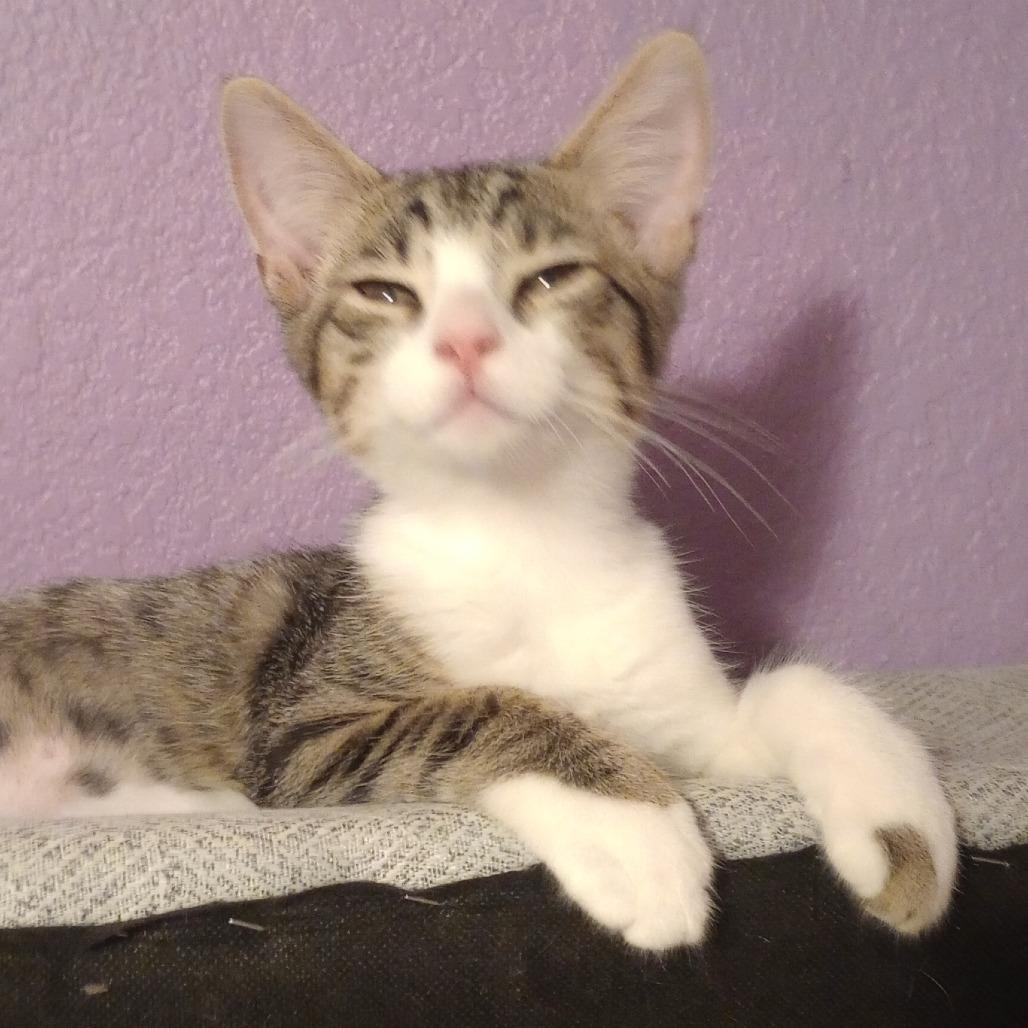 Red, Adoptable, Young Female Domestic Short Hair.