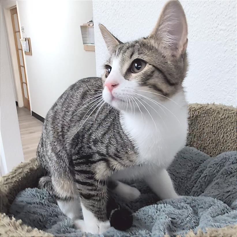 Enlarge Red, a Adoptable Domestic Short Hair in Pleasant Hill, CA image 3/6