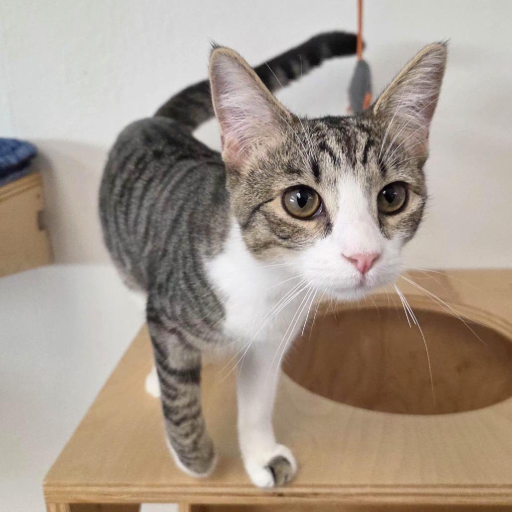 Enlarge Red, a Adoptable Domestic Short Hair in Pleasant Hill, CA image 5/6