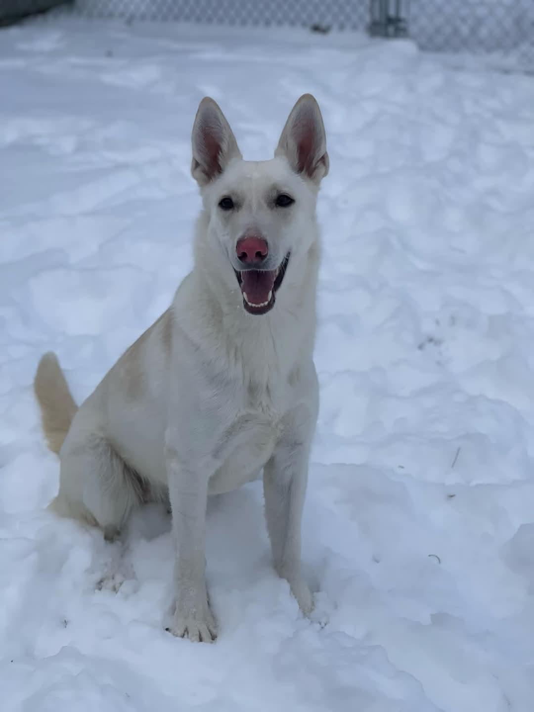 Enlarge Oli, a Adoptable German Shepherd Dog in Warwick, NY image 2/4