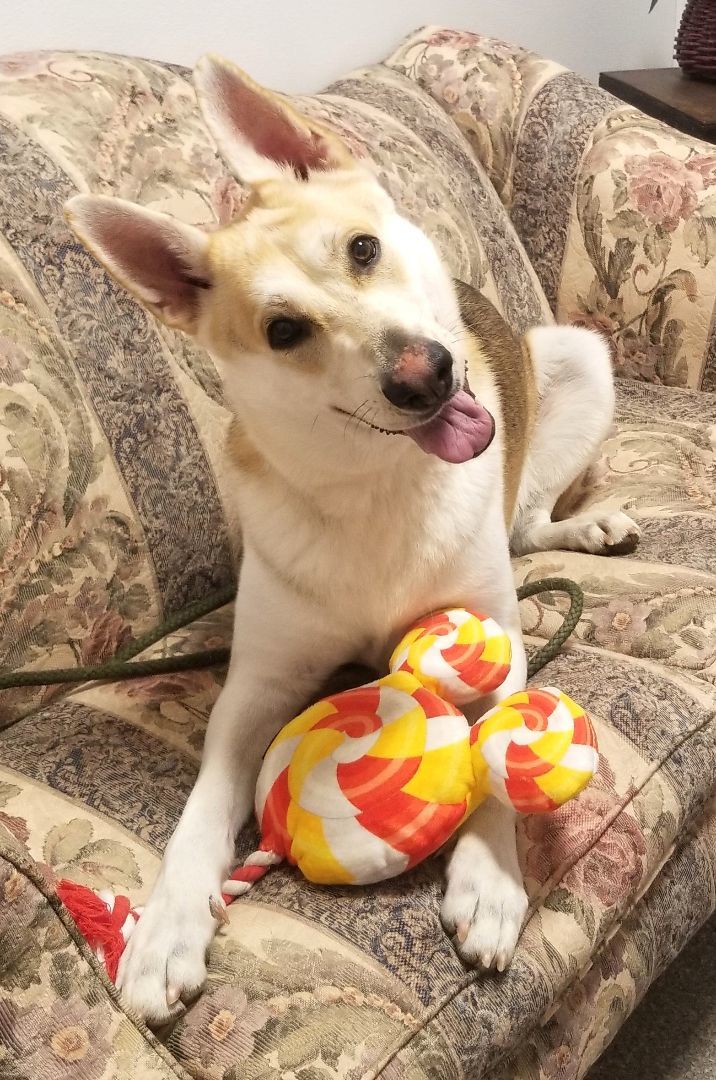 Oli, Adoptable, Young Male German Shepherd Dog.