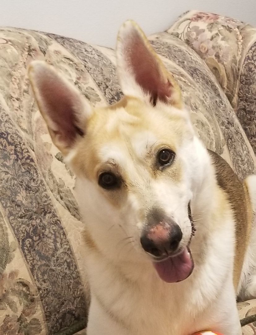 Oli, Adoptable, Young Male German Shepherd Dog.