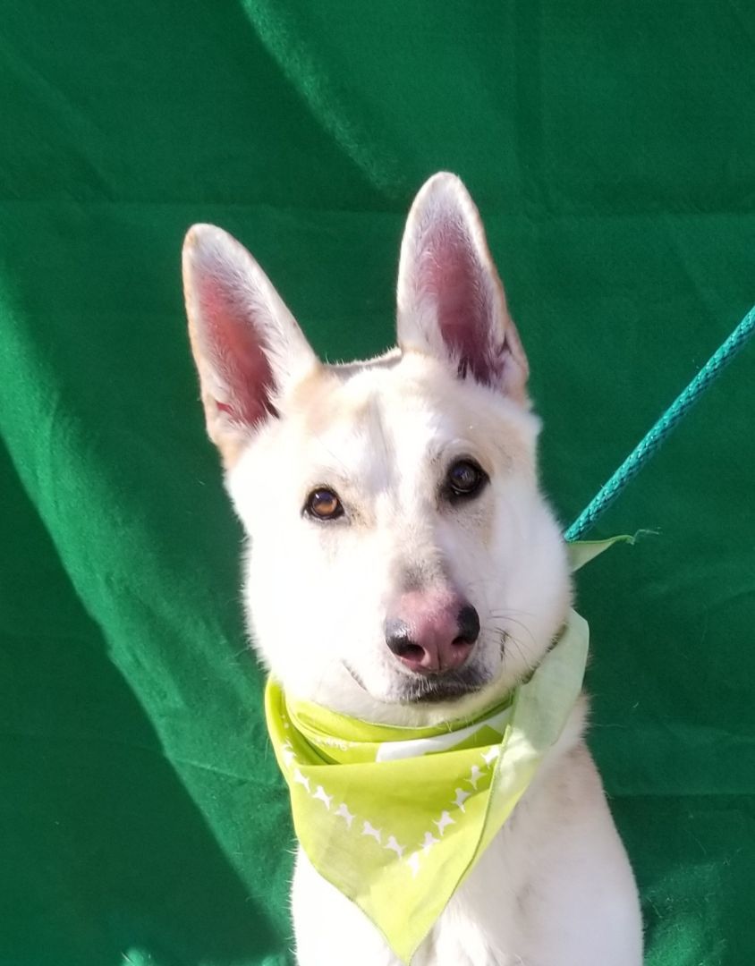 Enlarge Oli, a Adoptable German Shepherd Dog in Warwick, NY image 4/4