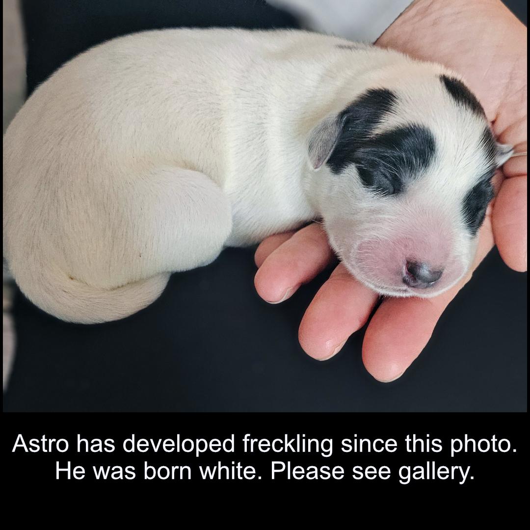 Astro, a ADOPTABLE mixed breed in Atlanta, GA image 3/4