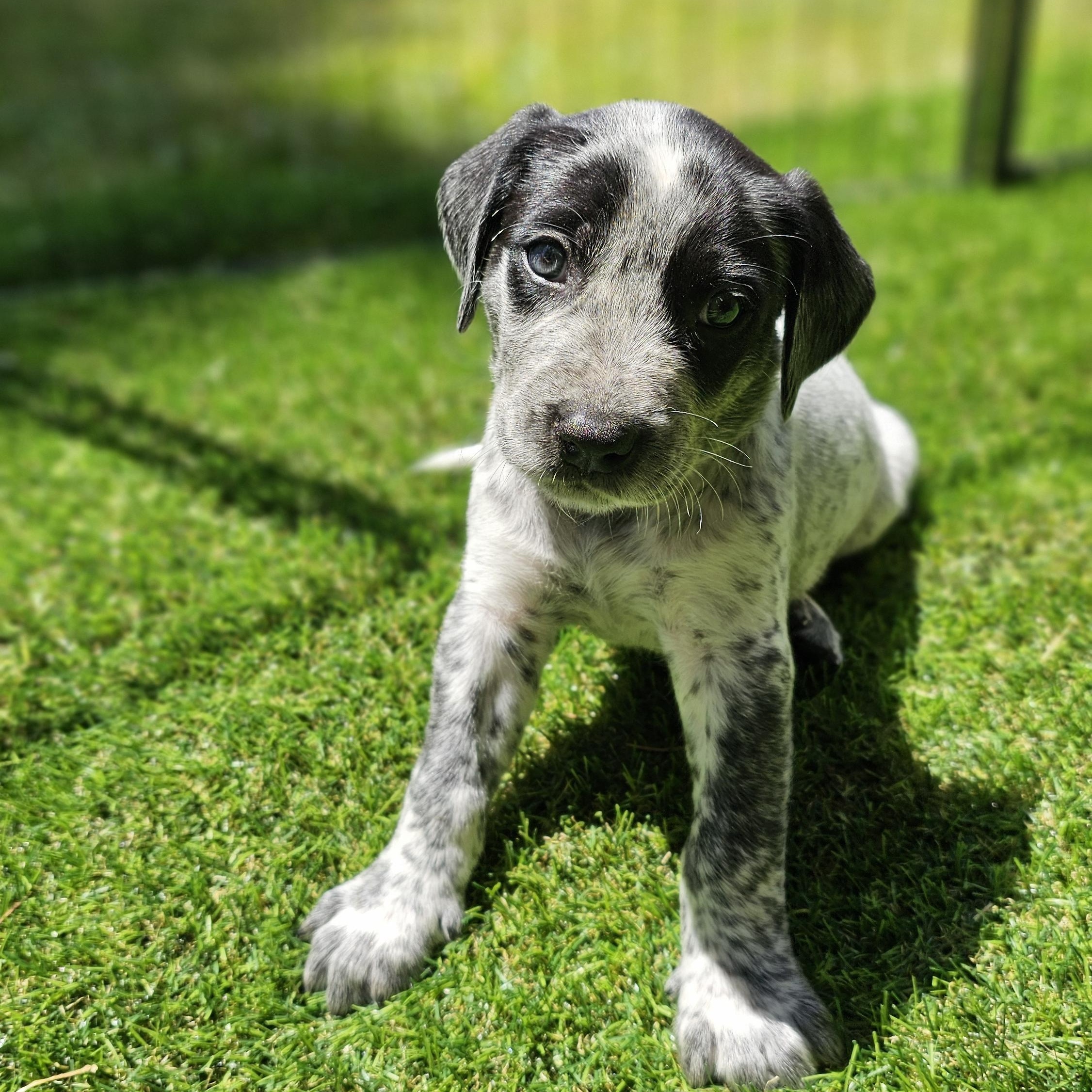 Astro, a ADOPTABLE mixed breed in Atlanta, GA image 1/4