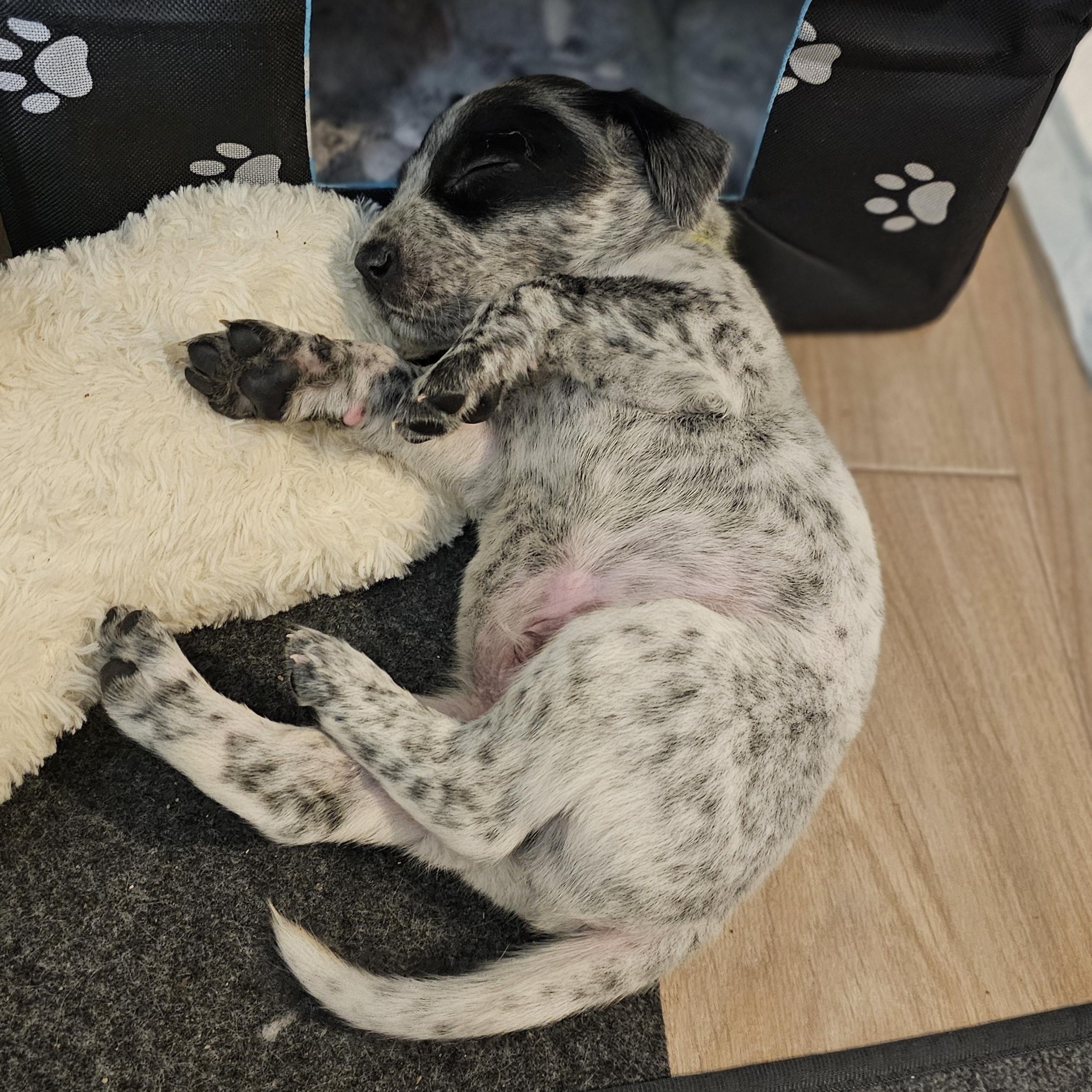Astro, a ADOPTABLE mixed breed in Atlanta, GA image 2/4