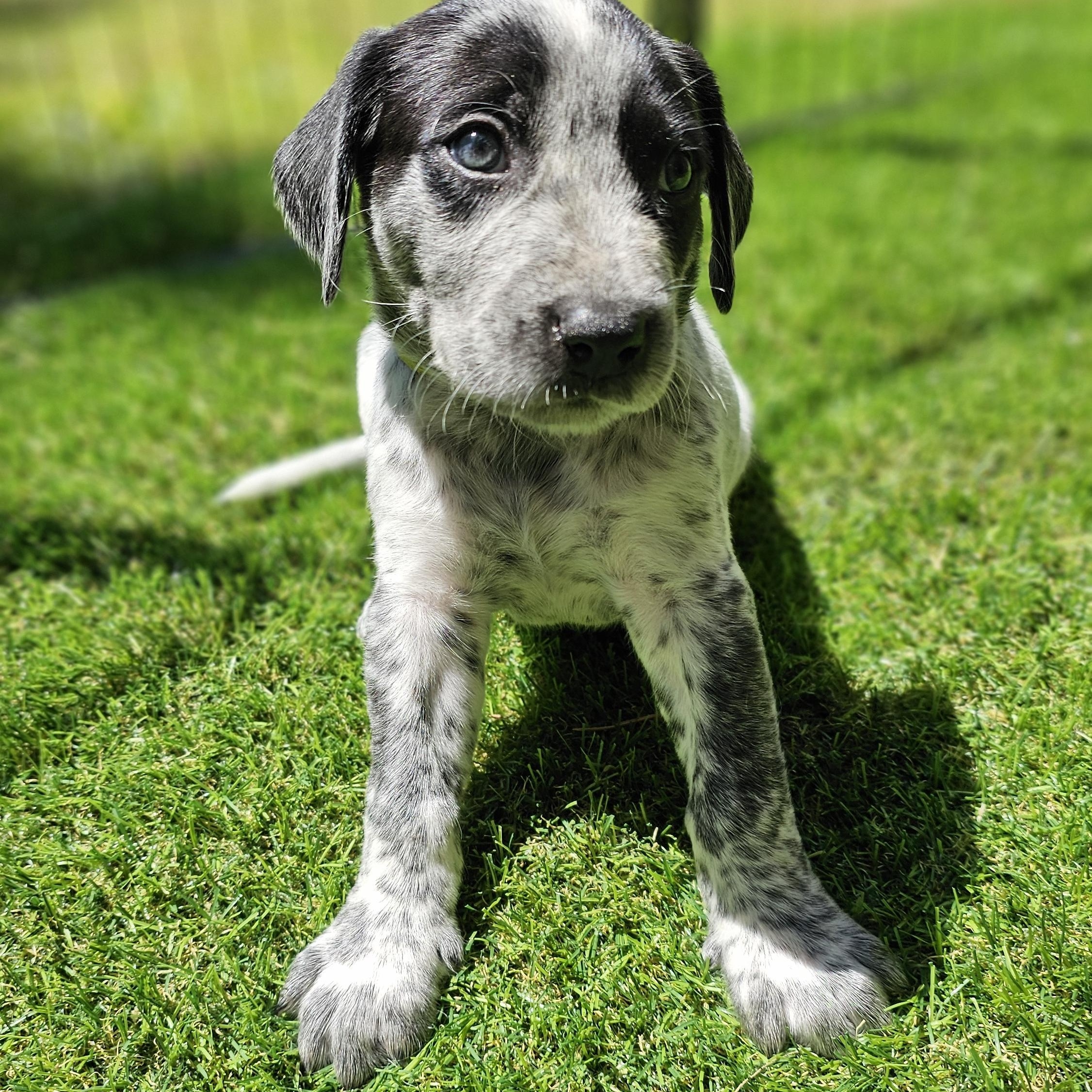 Astro, a ADOPTABLE mixed breed in Atlanta, GA image 4/4