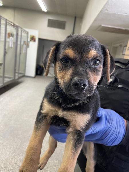 Simone, Adoptable, Puppy Female Shepherd.