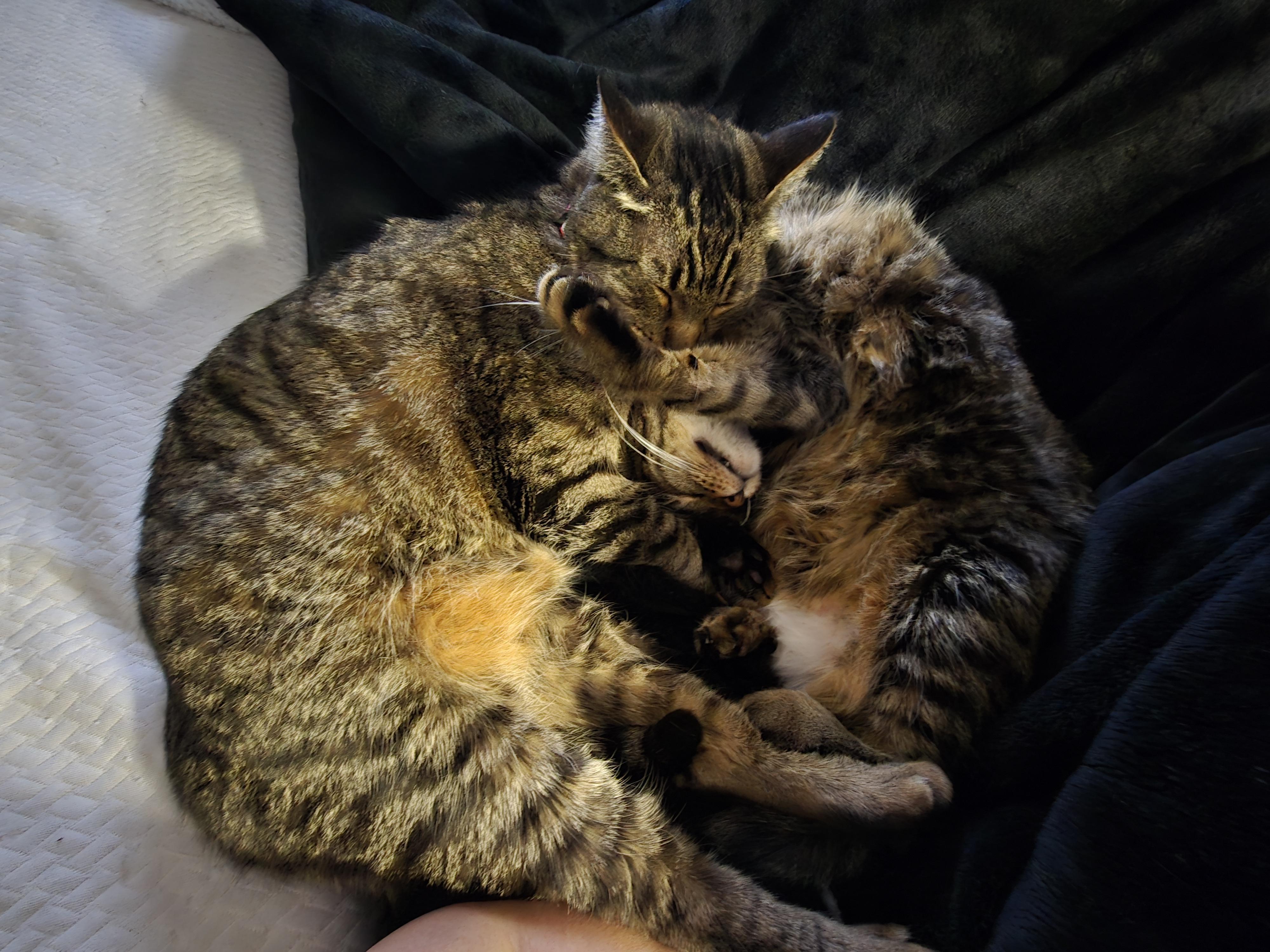 Blake and Blanche, a ADOPTABLE Domestic Short Hair in Denver, CO image 3/5