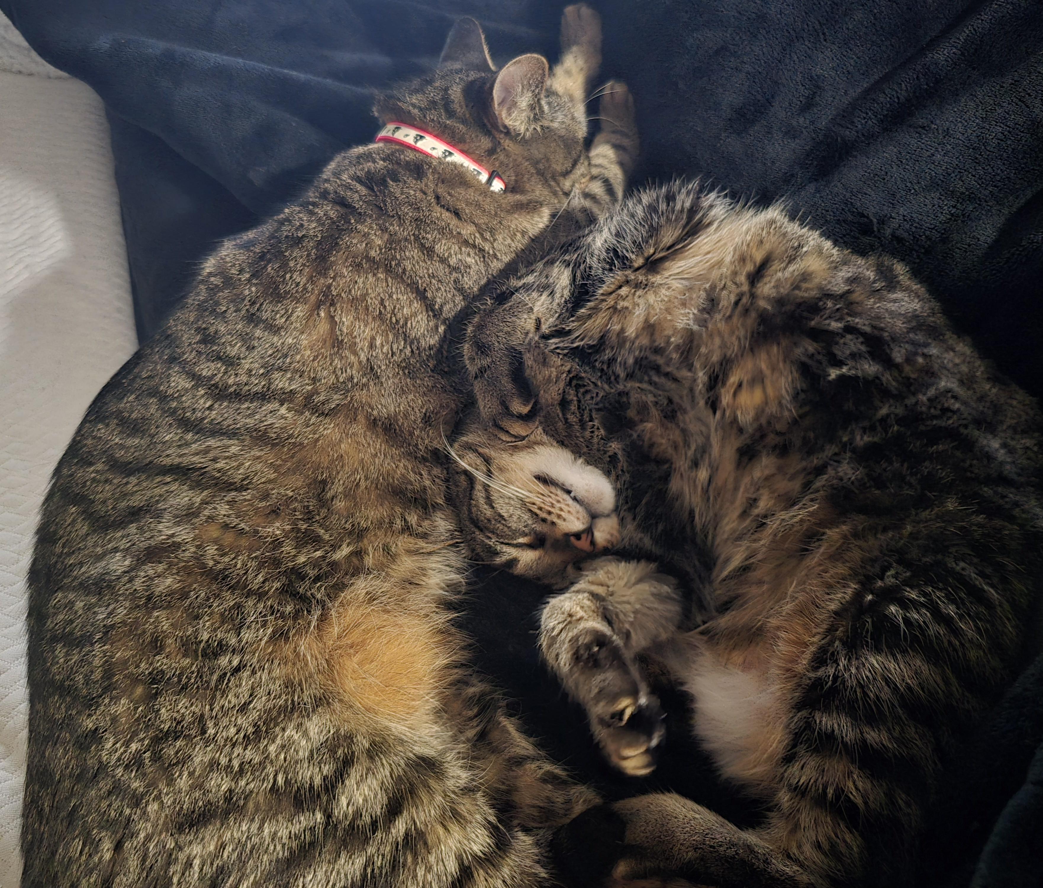 Blake and Blanche, ADOPTABLE, Adult Male Domestic Short Hair.