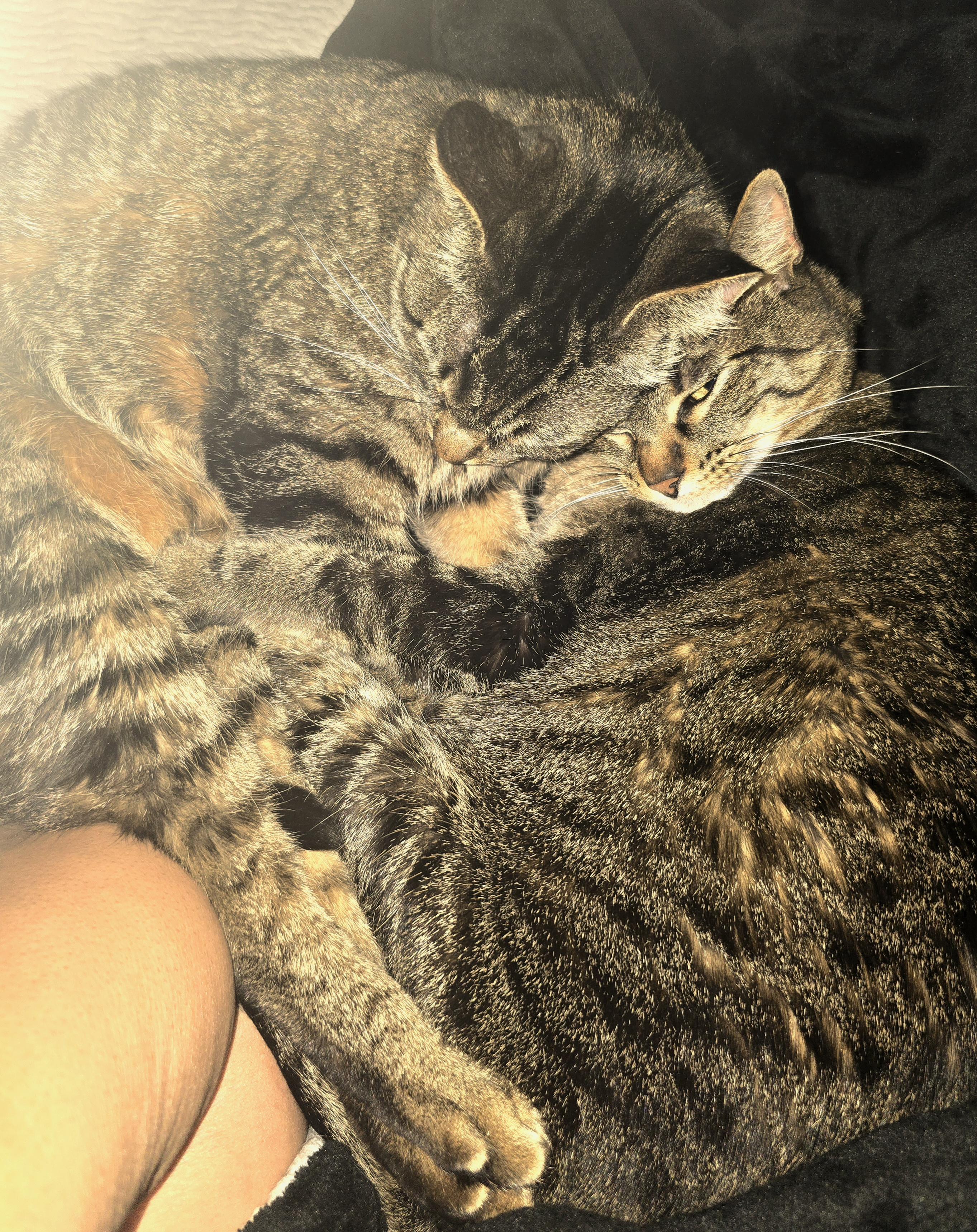 Blake and Blanche, a ADOPTABLE Domestic Short Hair in Denver, CO image 2/5