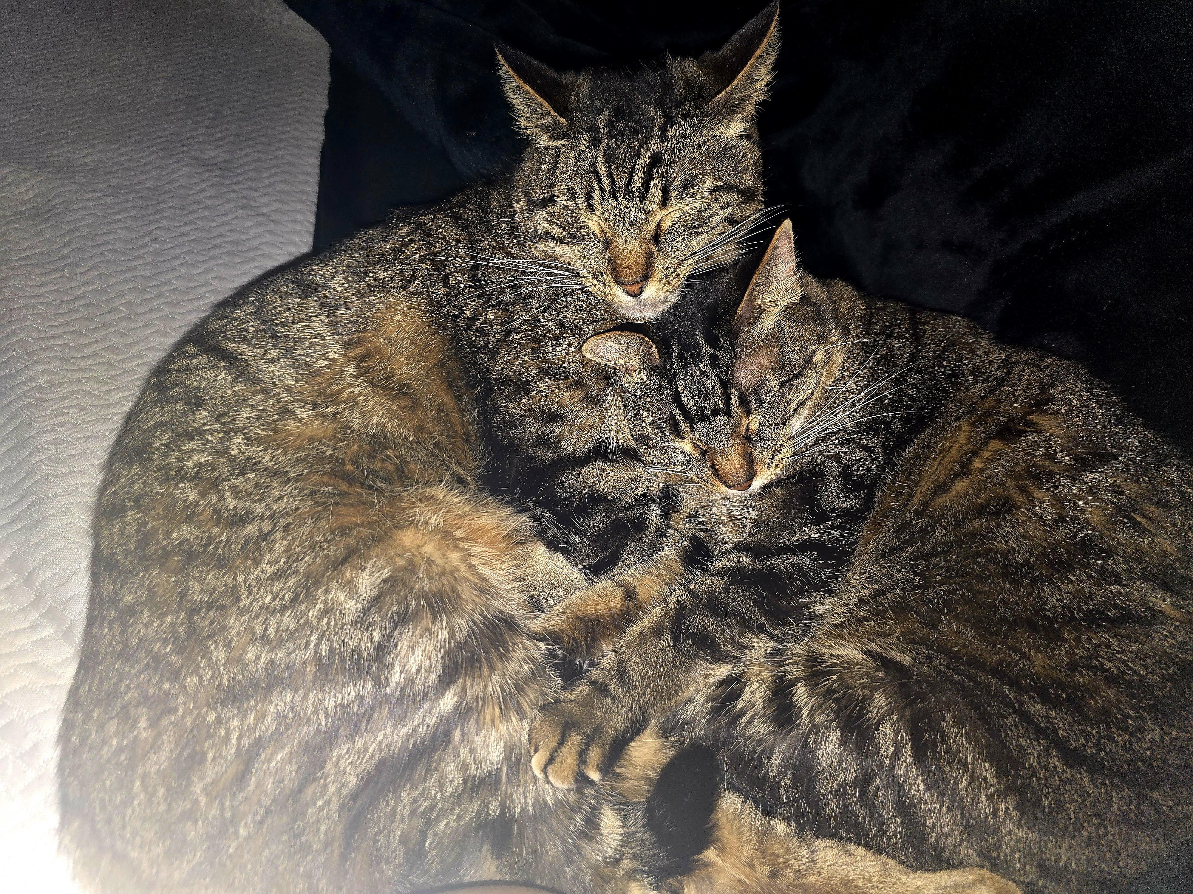 Blake and Blanche, a ADOPTABLE Domestic Short Hair in Denver, CO image 4/5