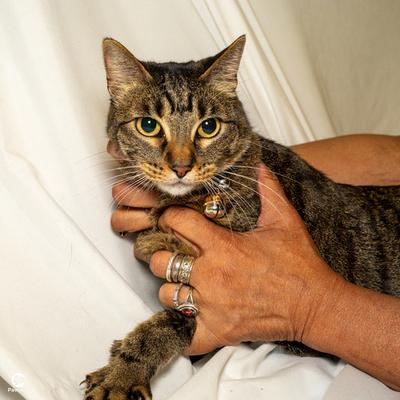 Blake and Blanche, a ADOPTABLE Domestic Short Hair in Denver, CO image 5/5