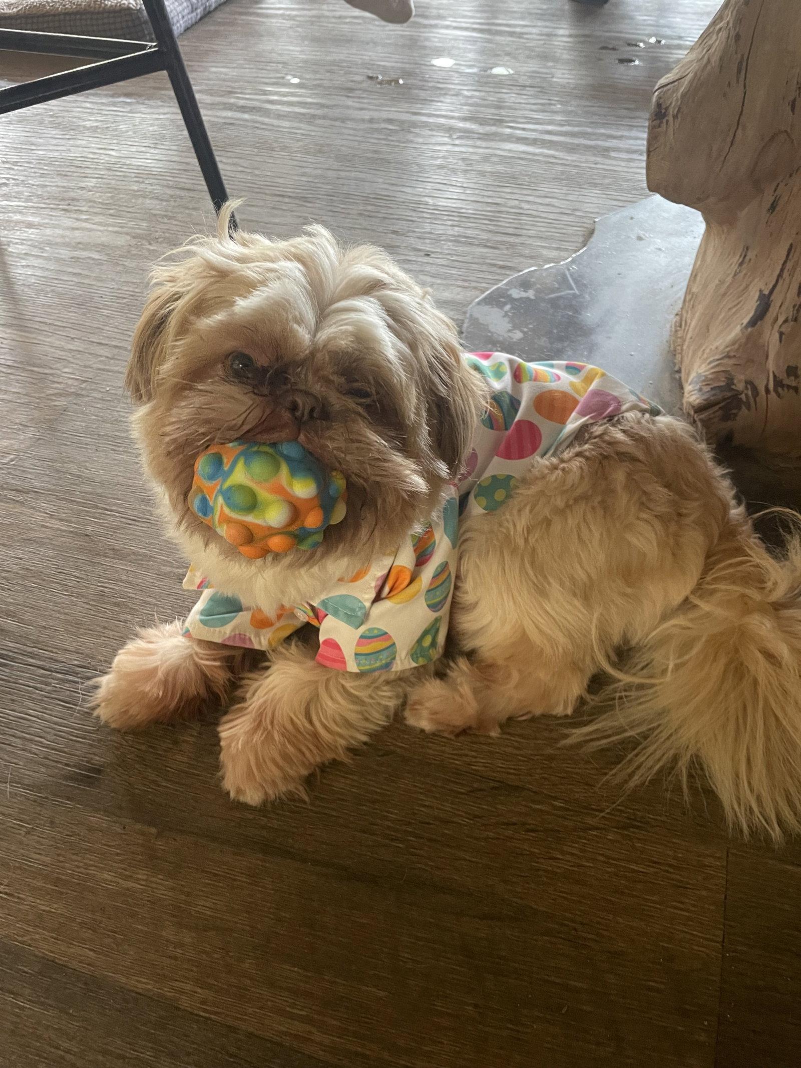 Frankie, Adopted, Adult Male Shih Tzu.