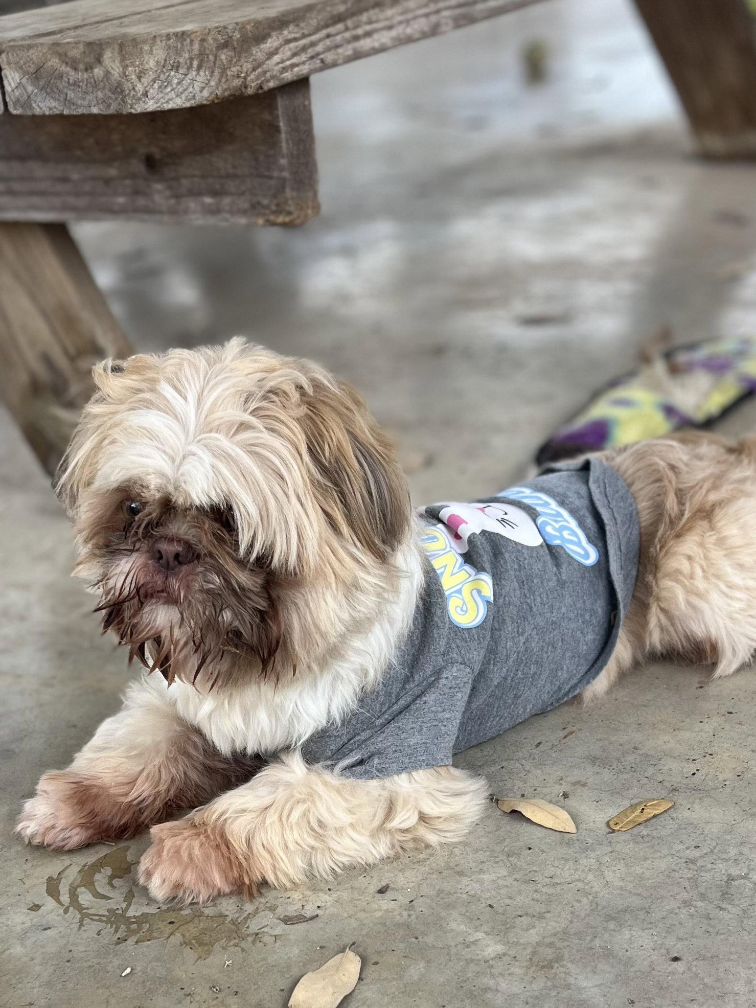 Enlarge Frankie, a Adopted Shih Tzu in Pipe Creek, TX image 2/3