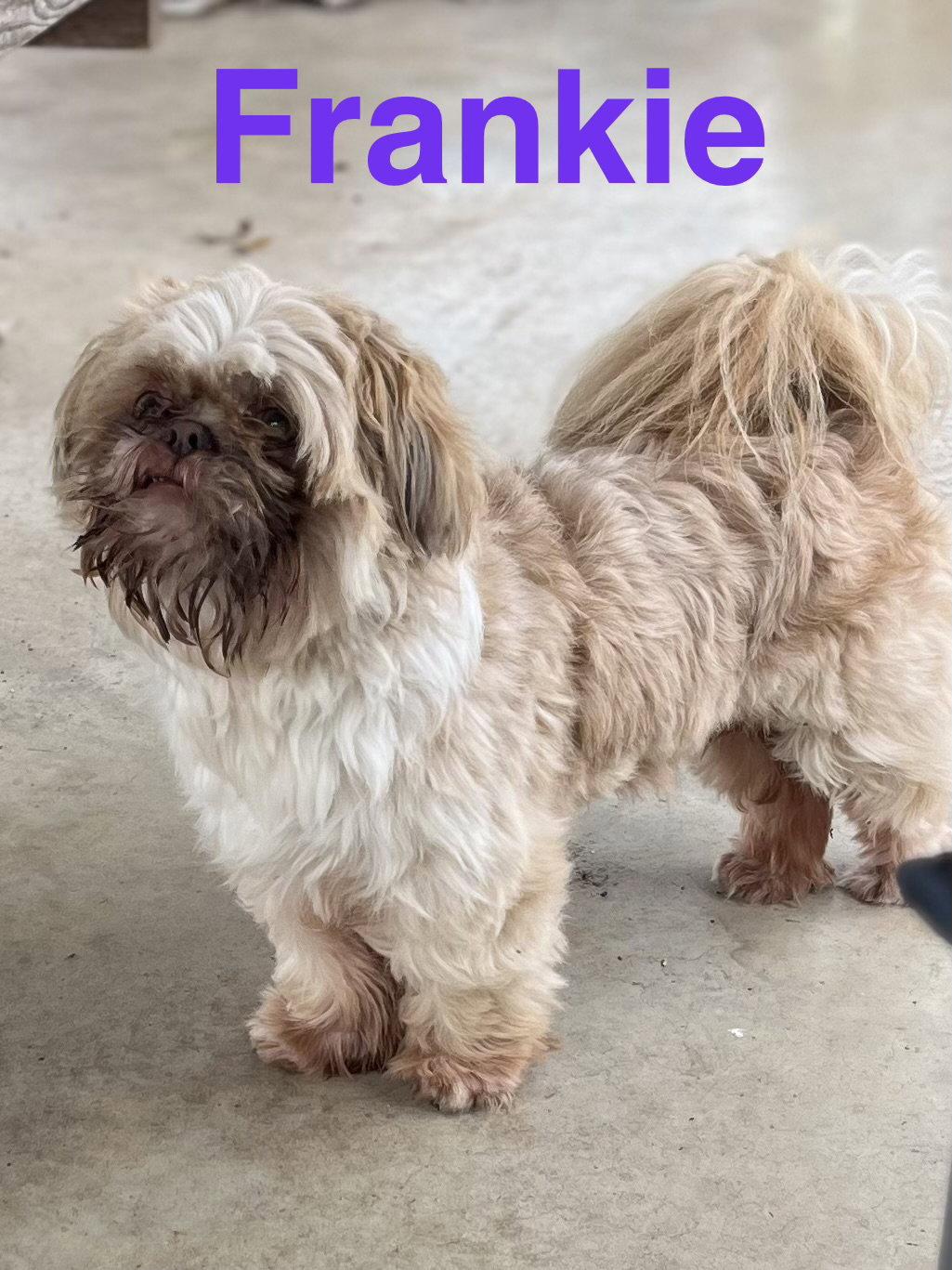 Enlarge Frankie, a Adopted Shih Tzu in Pipe Creek, TX image 3/3