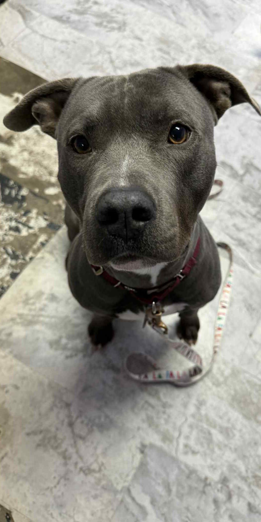 Tex, Adoptable, Adult Male Pit Bull Terrier.
