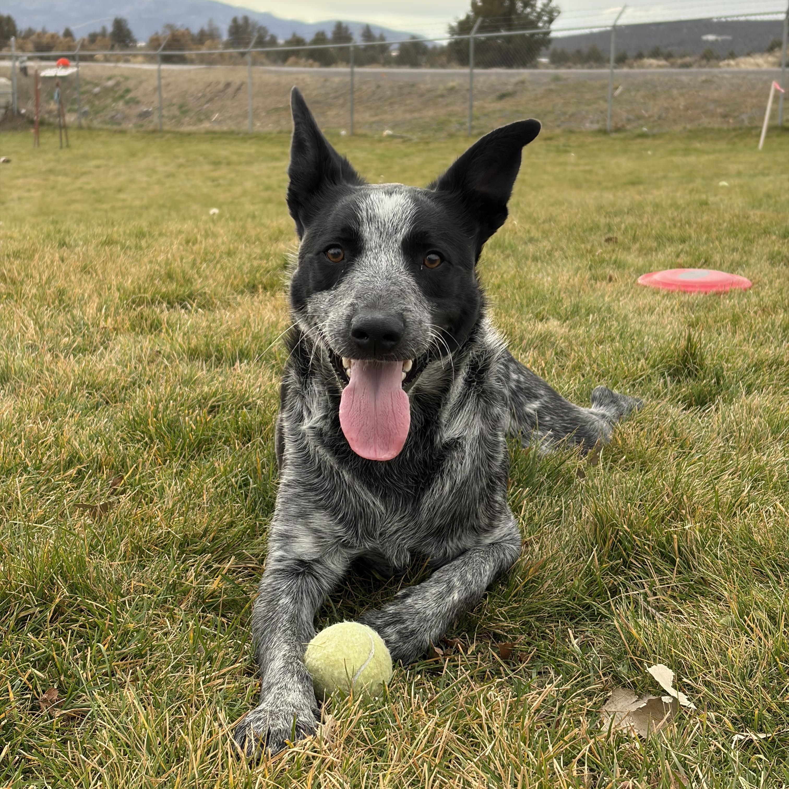 Boomer, Adoptable, Young Male Australian Cattle Dog / Blue Heeler.
