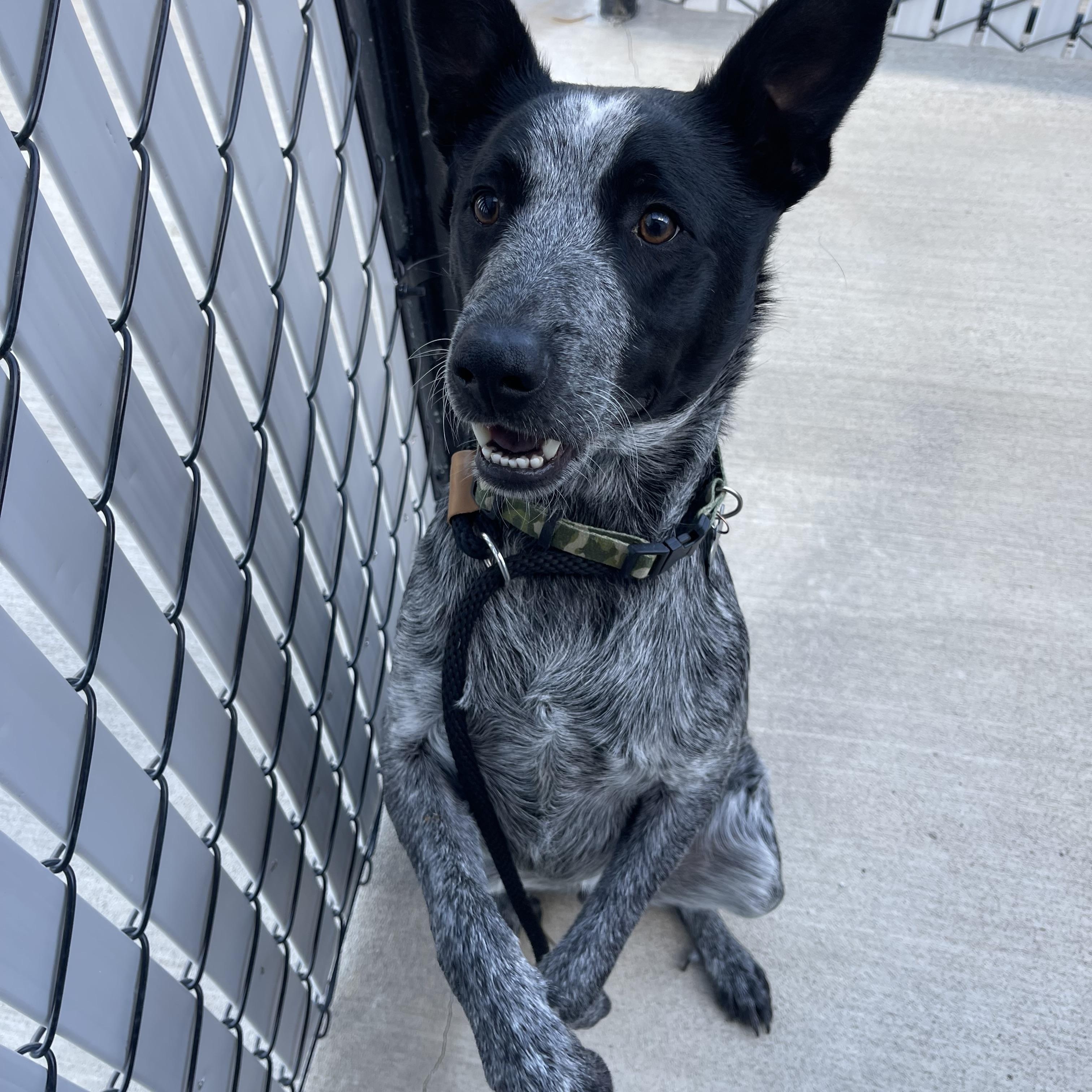 Boomer, a Adoptable Australian Cattle Dog / Blue Heeler in Prineville, OR image 2/6